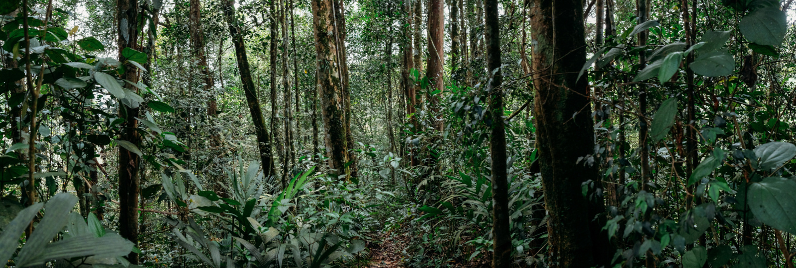 The folklore backdrop; Malaysian jungle that serves as the stage for Langsuyar tales.