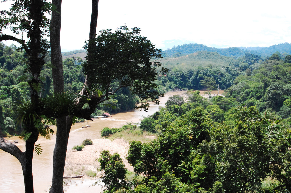 An eerie view of the dense Taman Negara jungle, perfect for conveying the mysterious atmosphere Amir experiences.