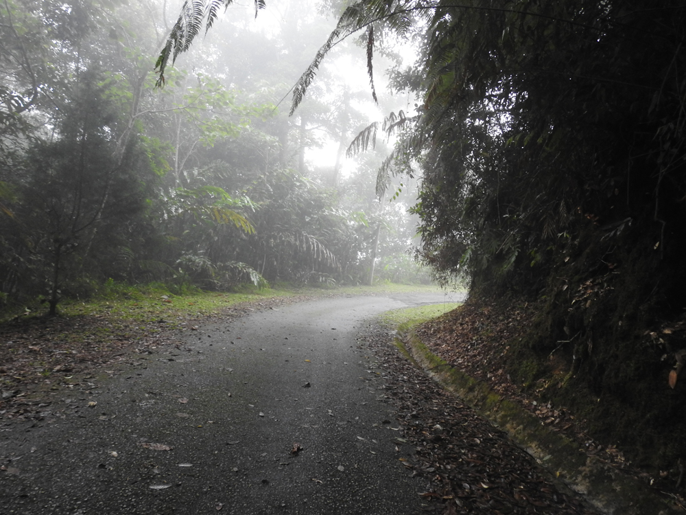 Mystical fog in Bukit Fraser highlighting its haunted allure