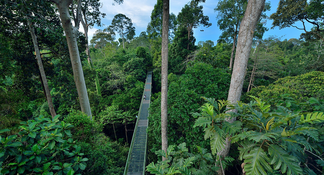 The beauty and serenity of the Malaysian rainforest.