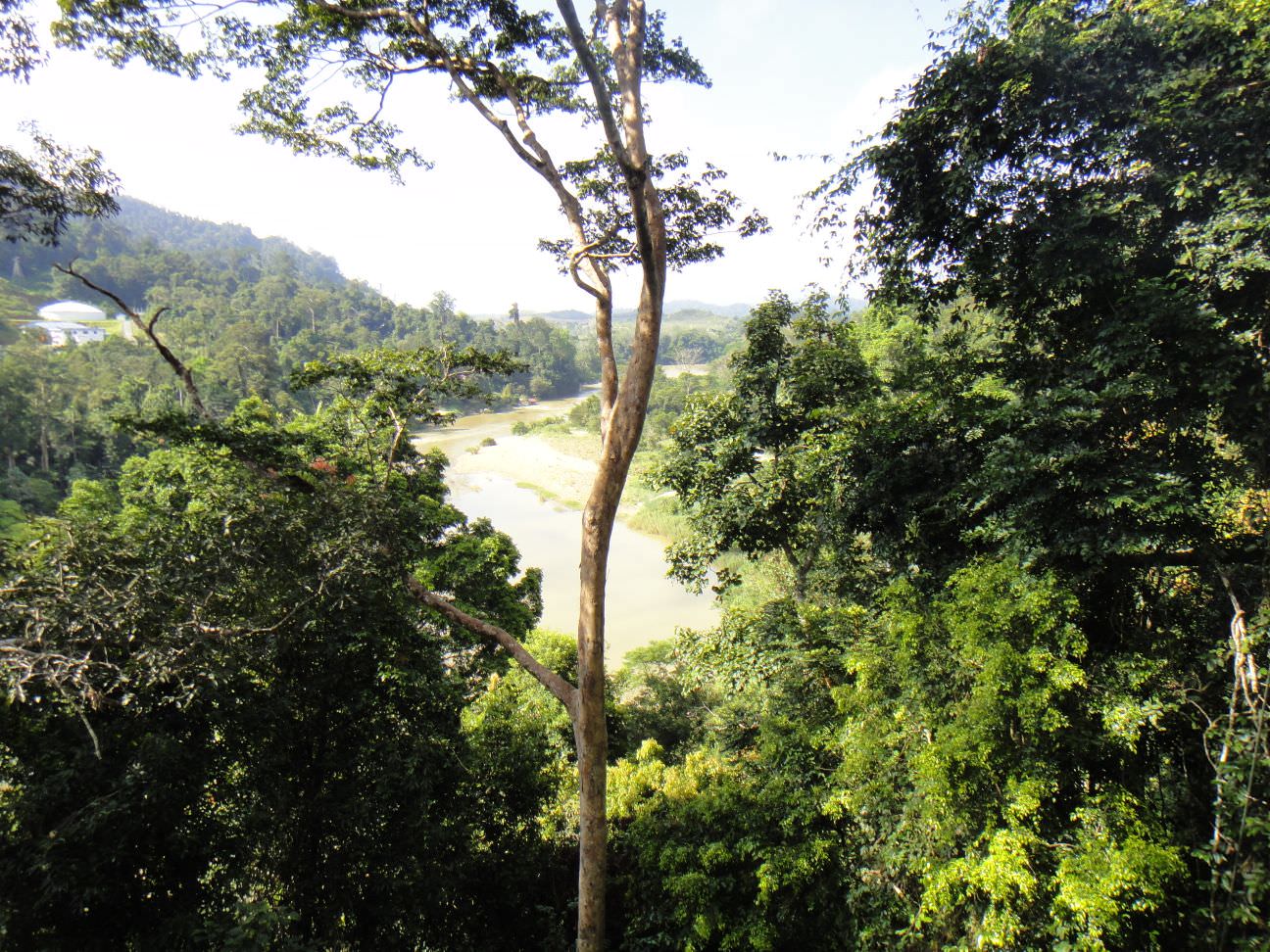 A view showcasing the dense and atmospheric environment of Taman Negara, adding to the tales of ghostly encounters.