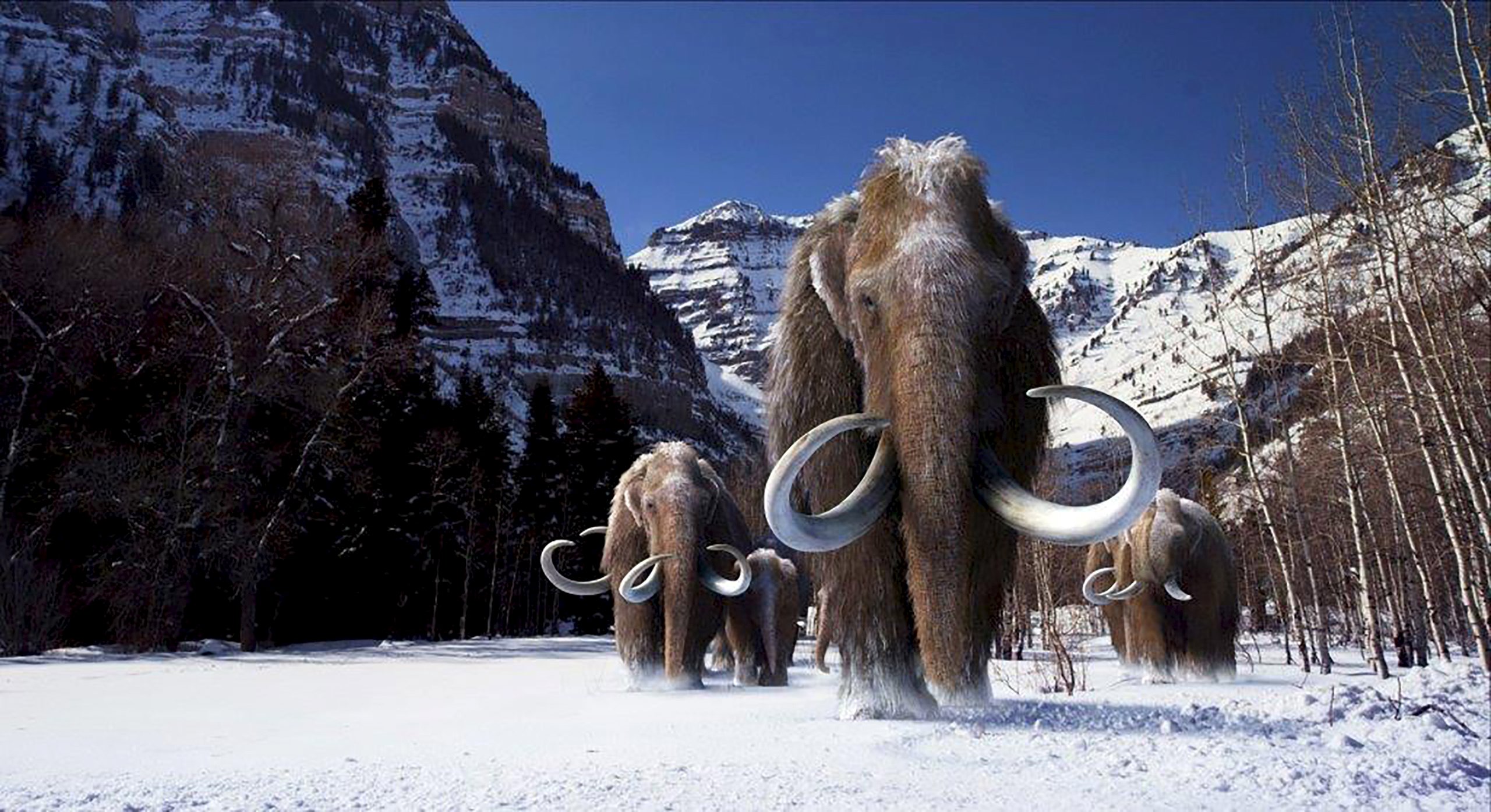 Visualization of woolly mammoths adapted to cold climates