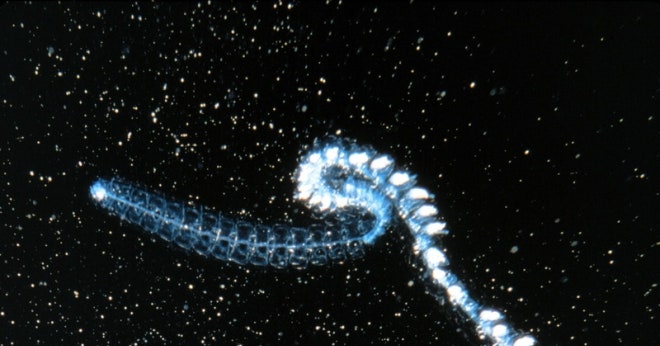 A beautiful bioluminescent jellyfish illuminating the dark waters of the deep sea.