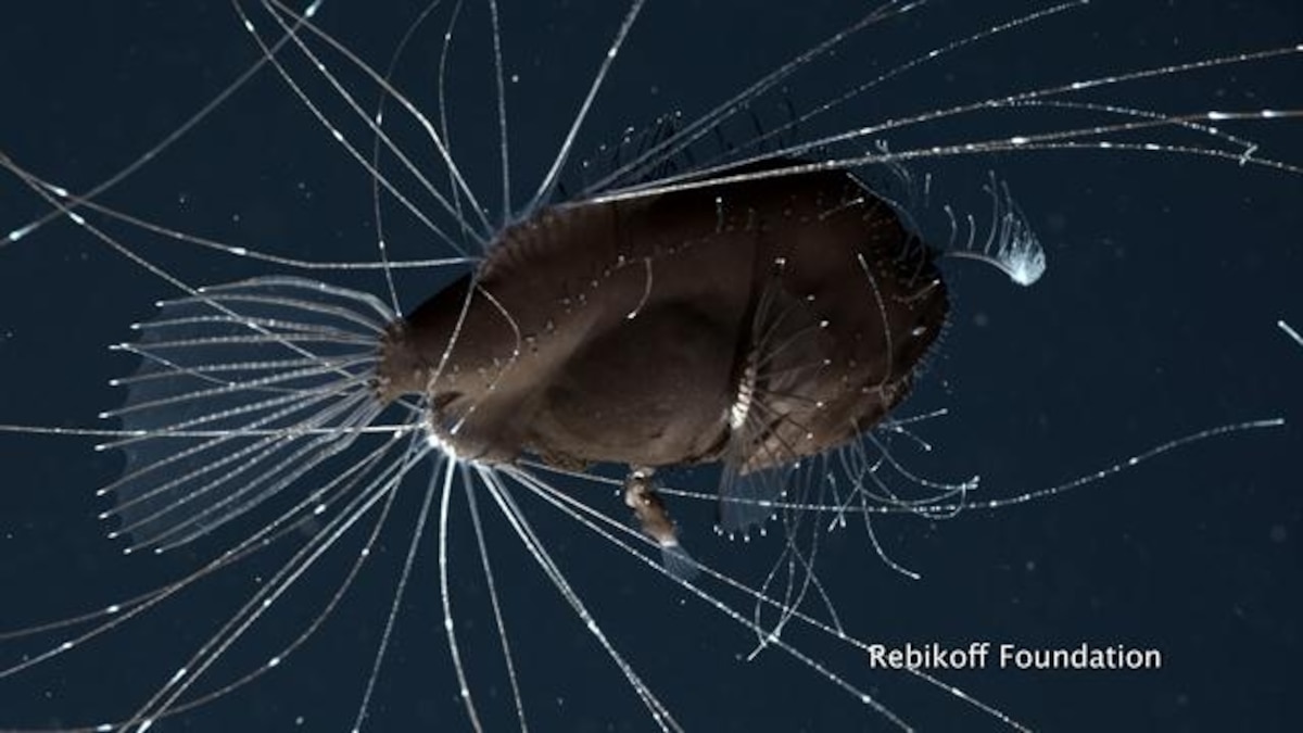 First-Ever Footage of Deep-Sea Anglerfish Mated Pair