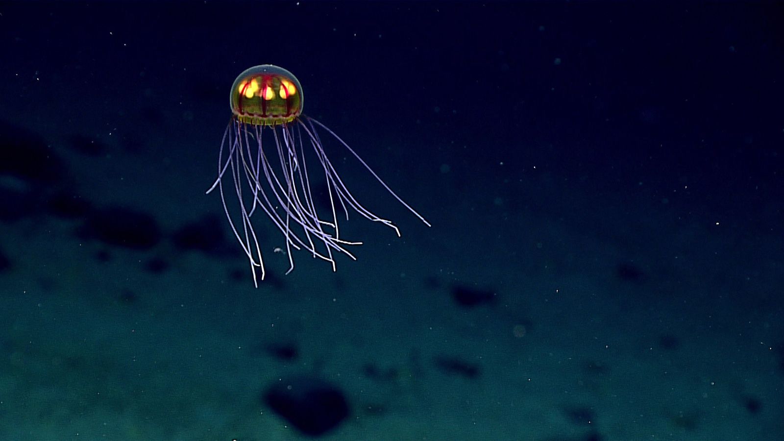 Bioluminescent Deep Sea Life