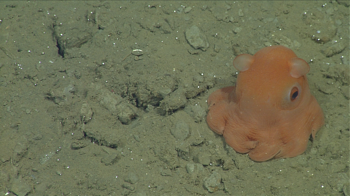 Flapjack Octopus Swimming in Ocean