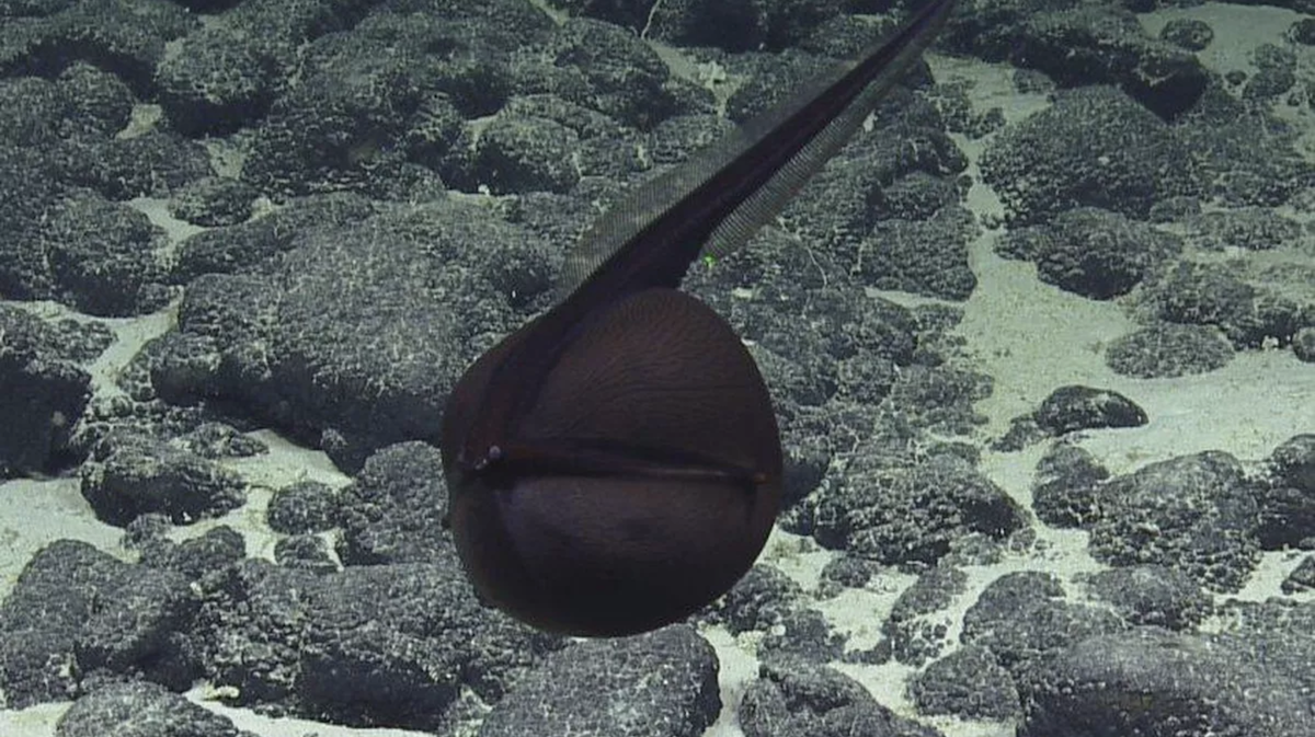 Gulper Eel