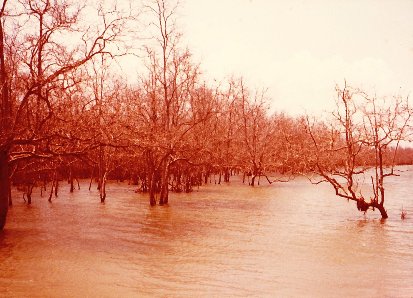 Pulau Tekong Forest