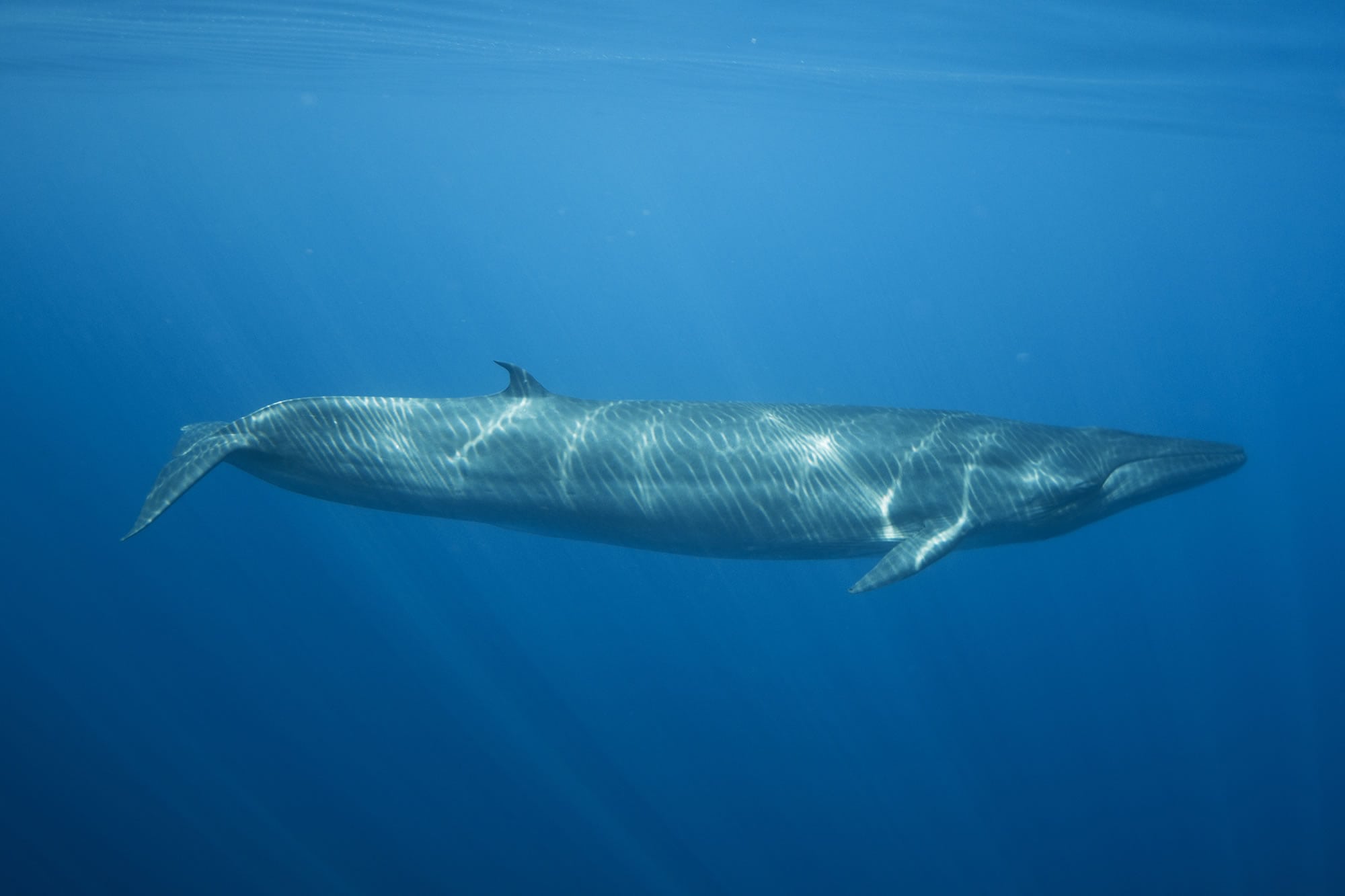 Bryde's whale