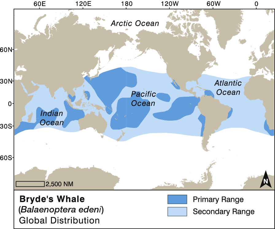 Bryde's Whale