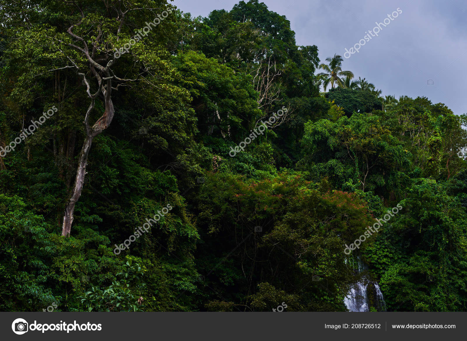 Big Tree Forest Deep Tropical Jungles Southeast Asia