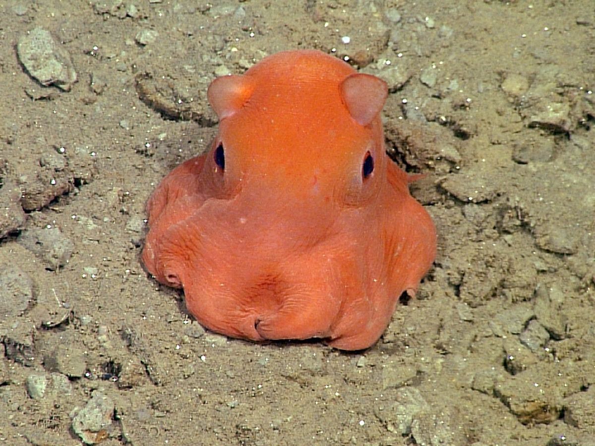 Flapjack Octopus with Fluffy Appearance