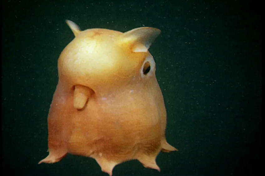 Grimpoteuthis, The Dumbo Octopus