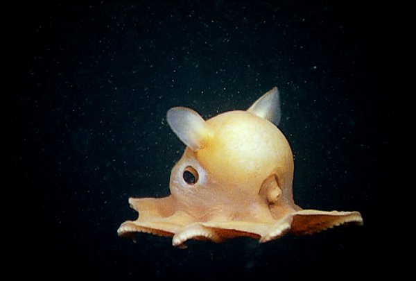 Dumbo Octopus