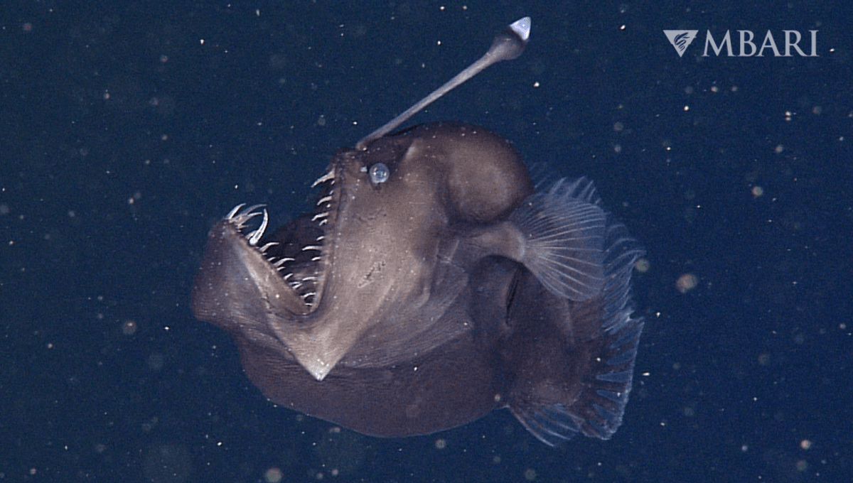 10 Bizarre Mariana Trench Animals That Capture The Terrifying Extremes Of Evolution