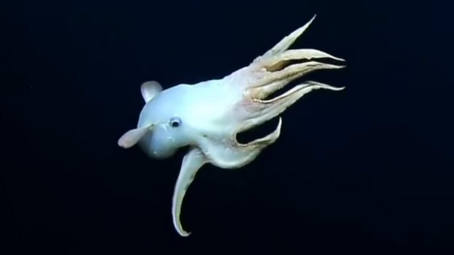 Rare 'Dumbo' octopus filmed on deep sea live stream