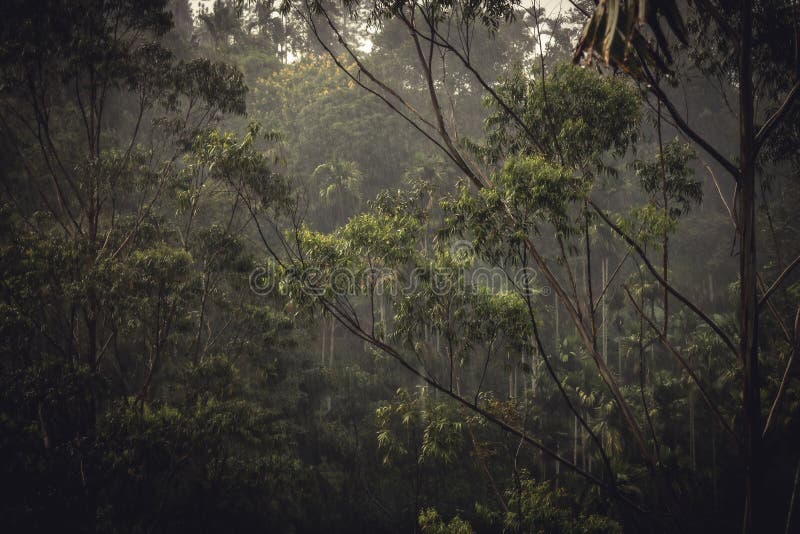 Rain Forest Tropical Scenery Dark Jungle