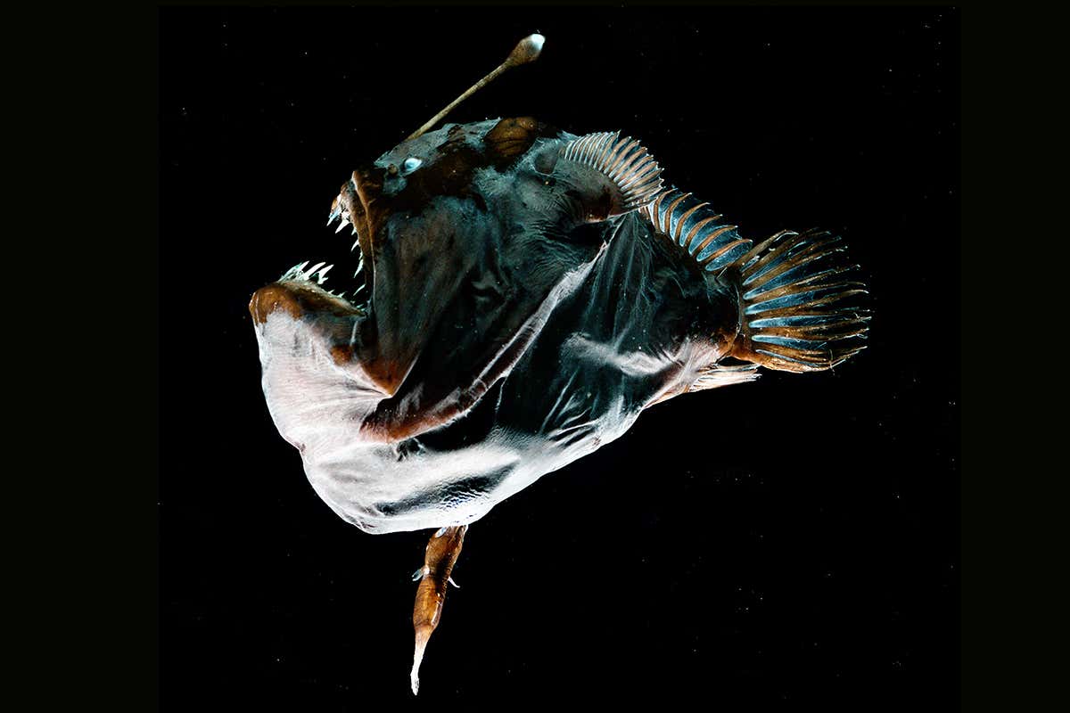 Anglerfish Mating Ritual