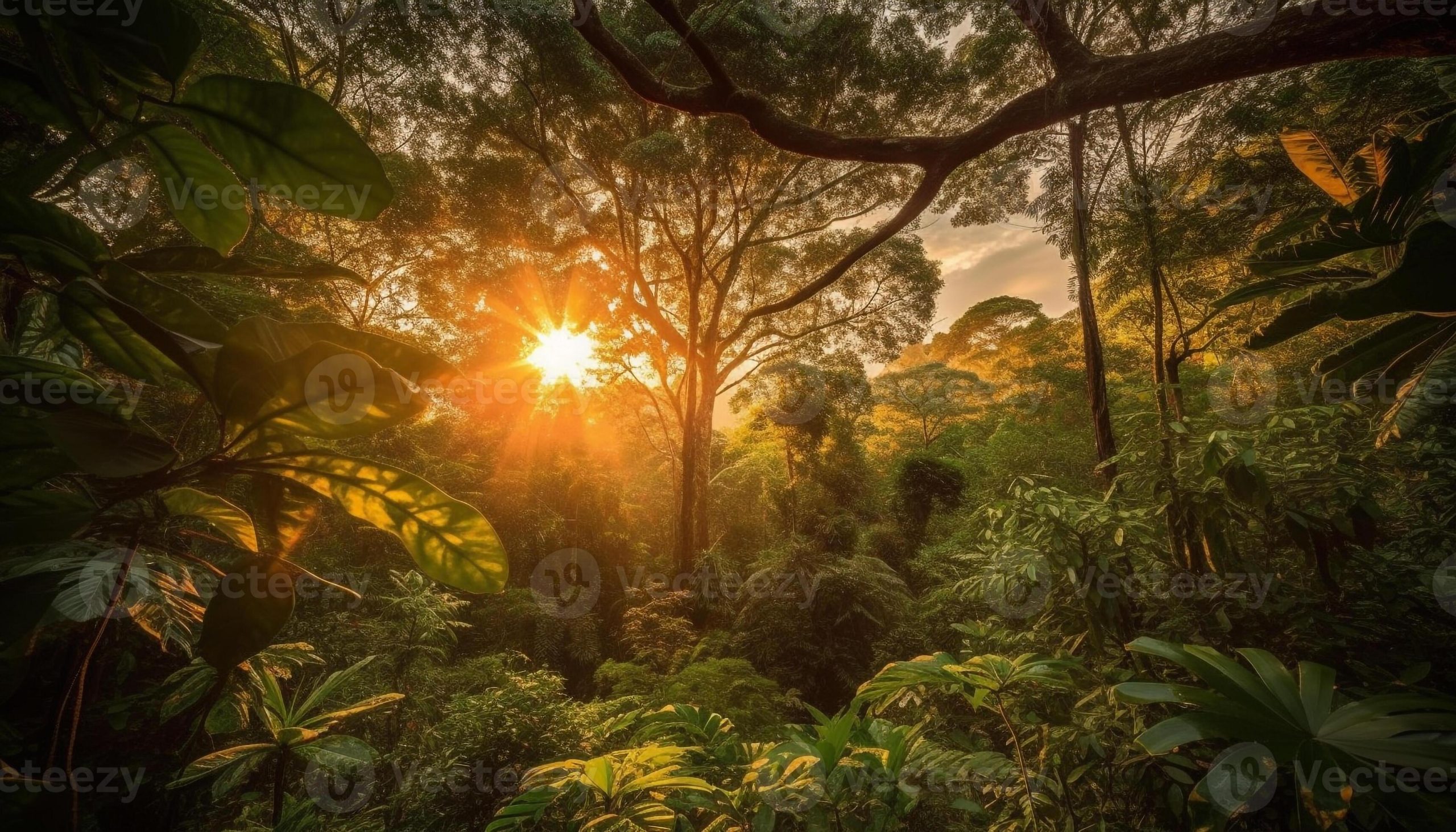 Tranquil scene of a tropical rainforest at dusk