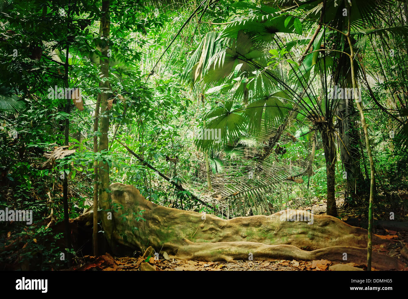 Tropical Jungles of South East Asia