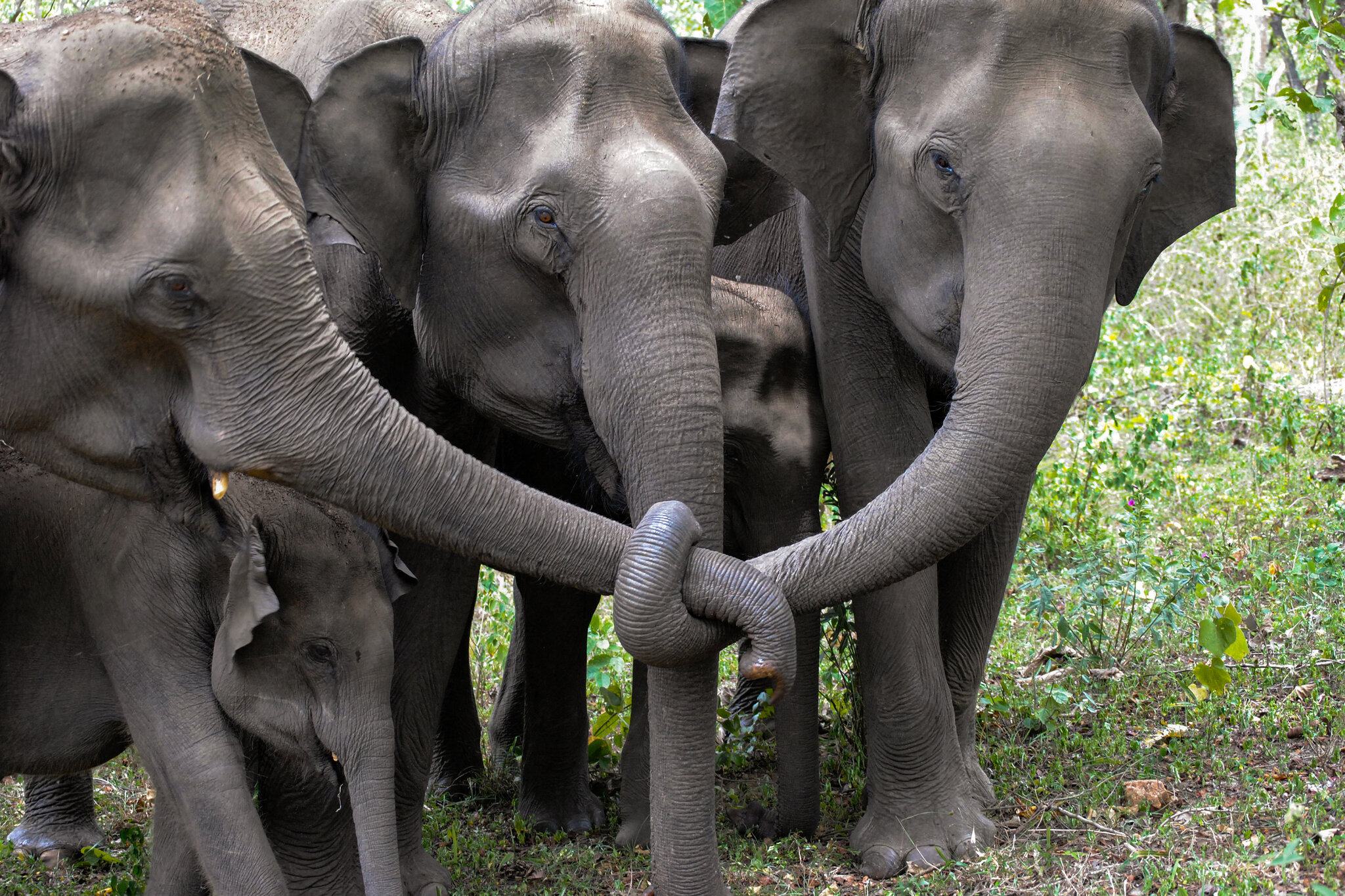 Elephants in Mourning