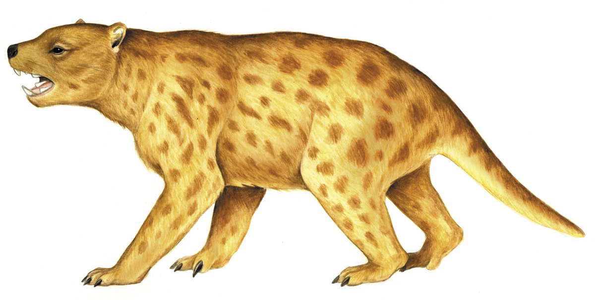 Thylacoleo carnifex - The Australian Museum