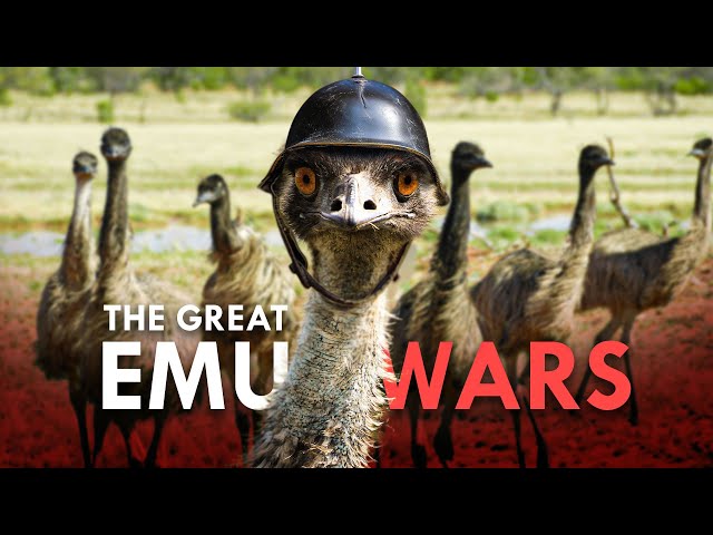 The Great Emu War: When Australians Lost to Flightless Birds