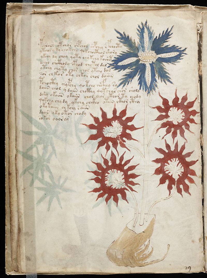 The mysterious Voynich Manuscript showing intricate botanical illustrations