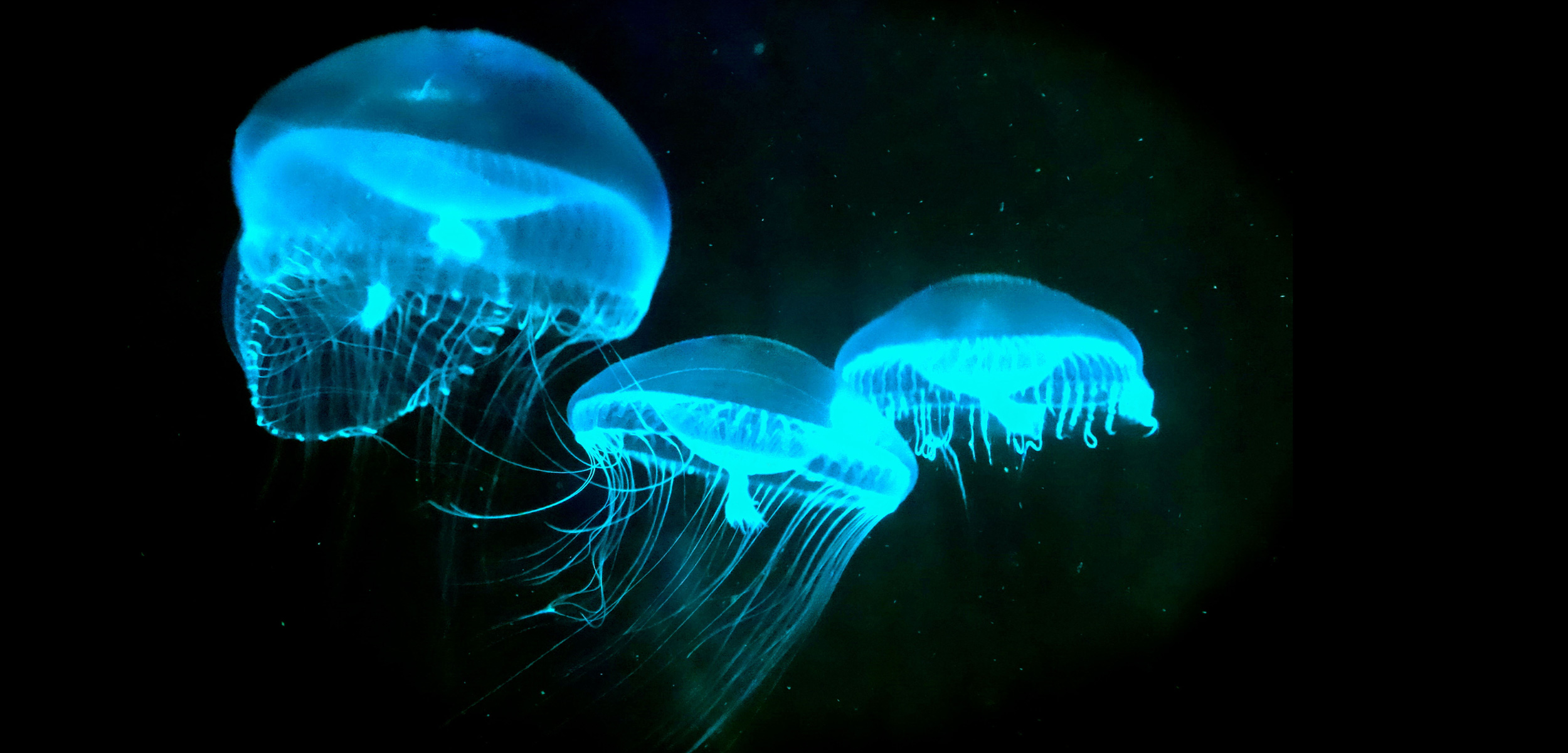 The Secret History of Bioluminescence