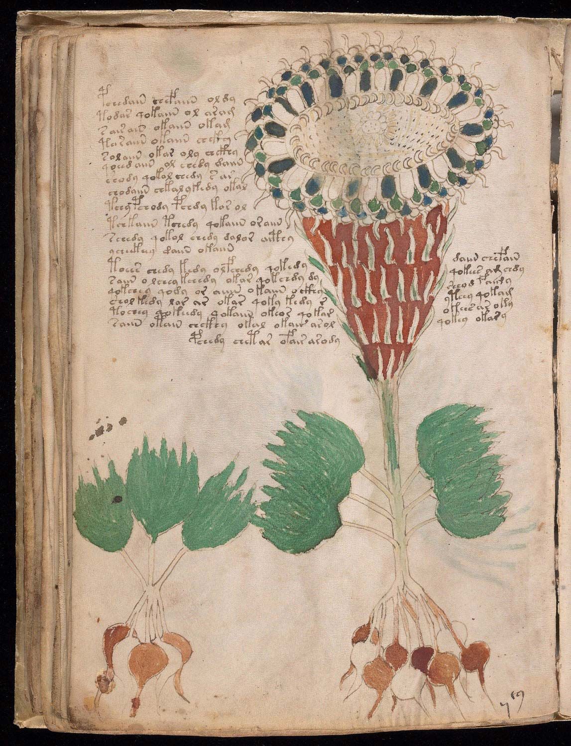 Detailed illustration from the Voynich manuscript showing mysterious botanical drawings