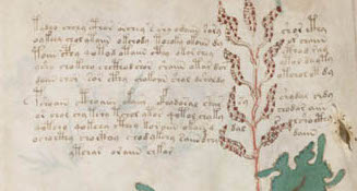 The Voynich Manuscript at Yale's Beinecke Library