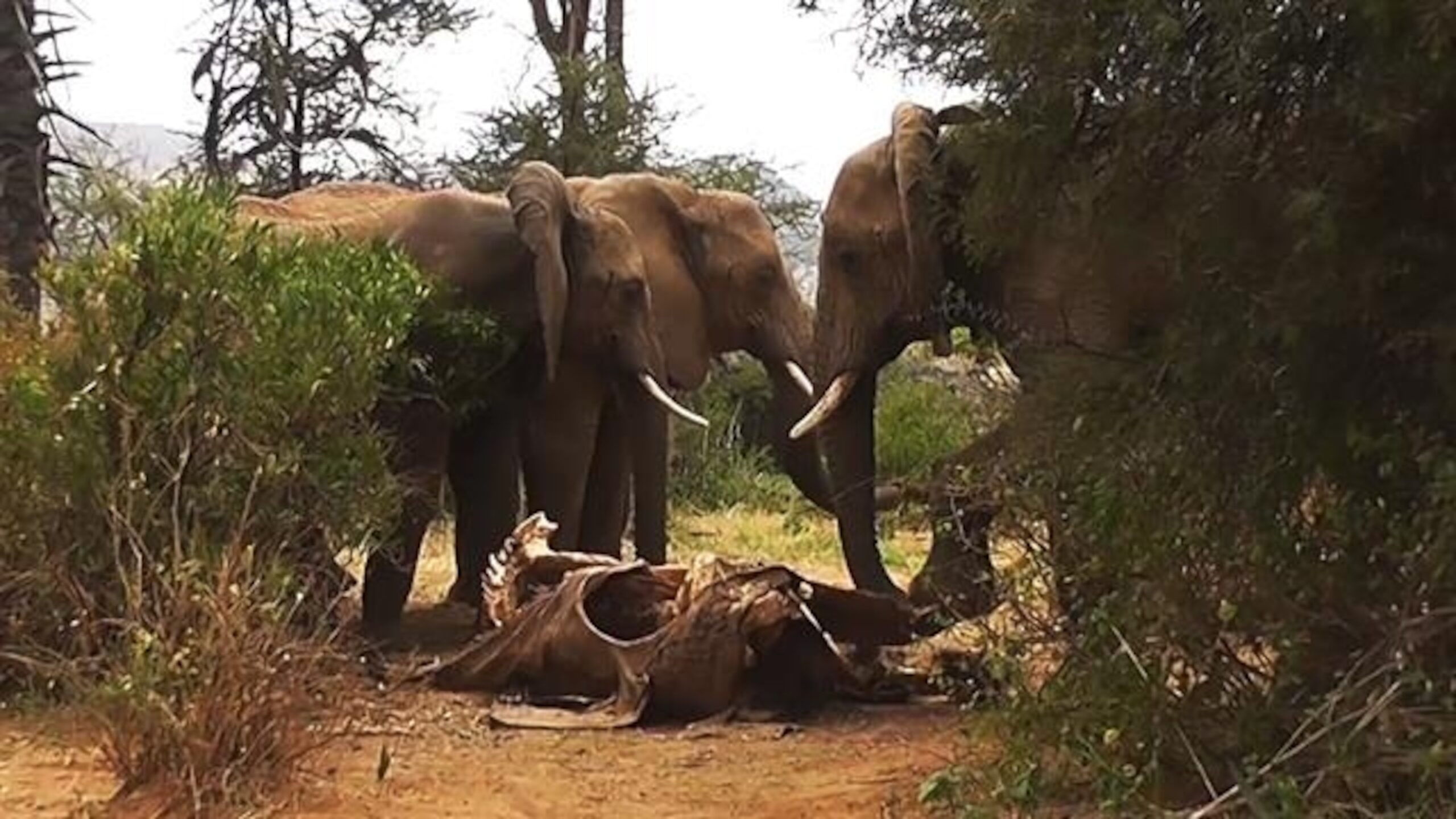 Elephants mourning their dead, displaying remarkable emotional intelligence