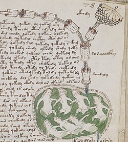 Botanical Illustration from Voynich Manuscript