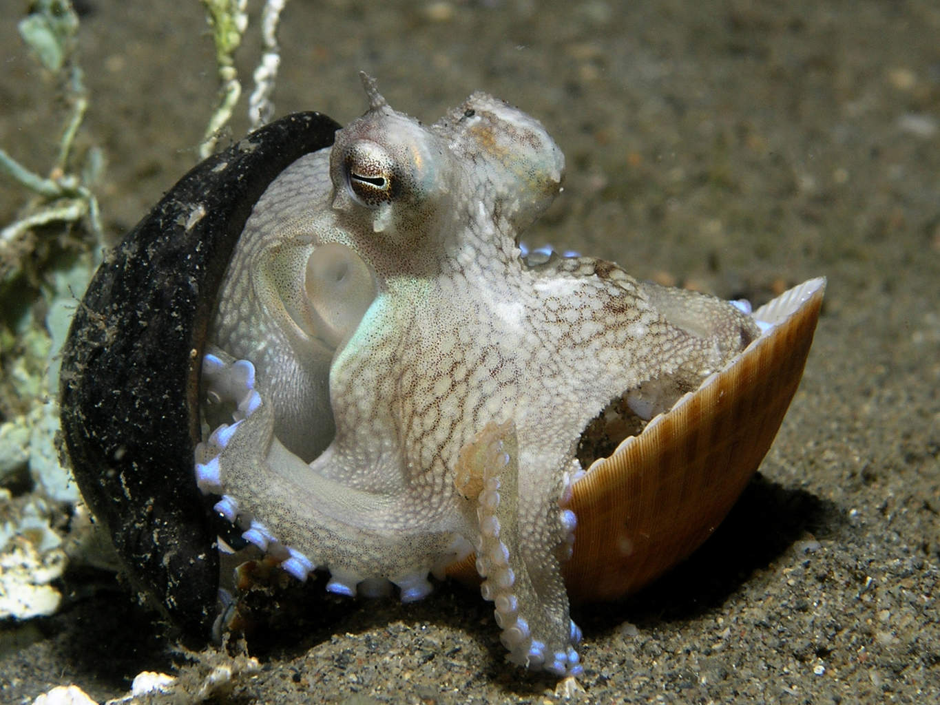 Octopus using tools