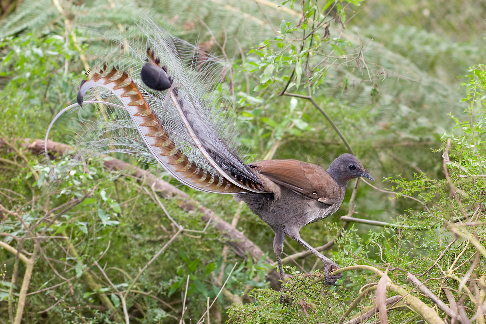Superb Lyrebird in scrub
