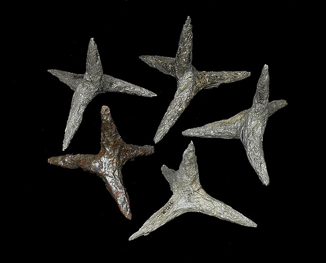 Historic Jamestowne Caltrops
