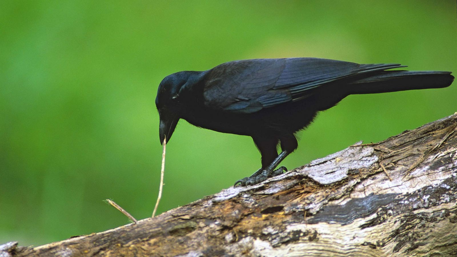 Crows really enjoy using tools