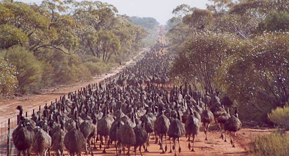 Emu State Barrier Fence during Emu Wars