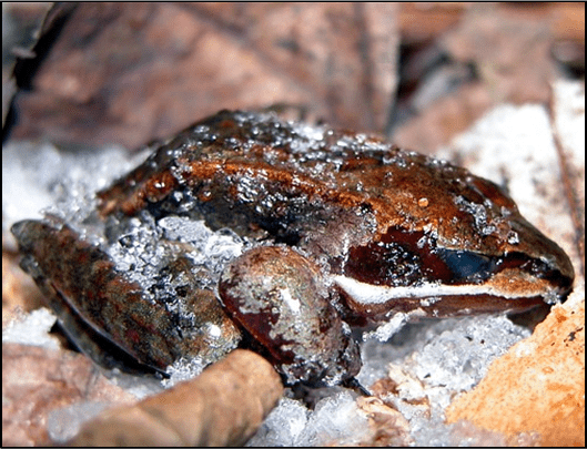 Frozen wood frog in winter