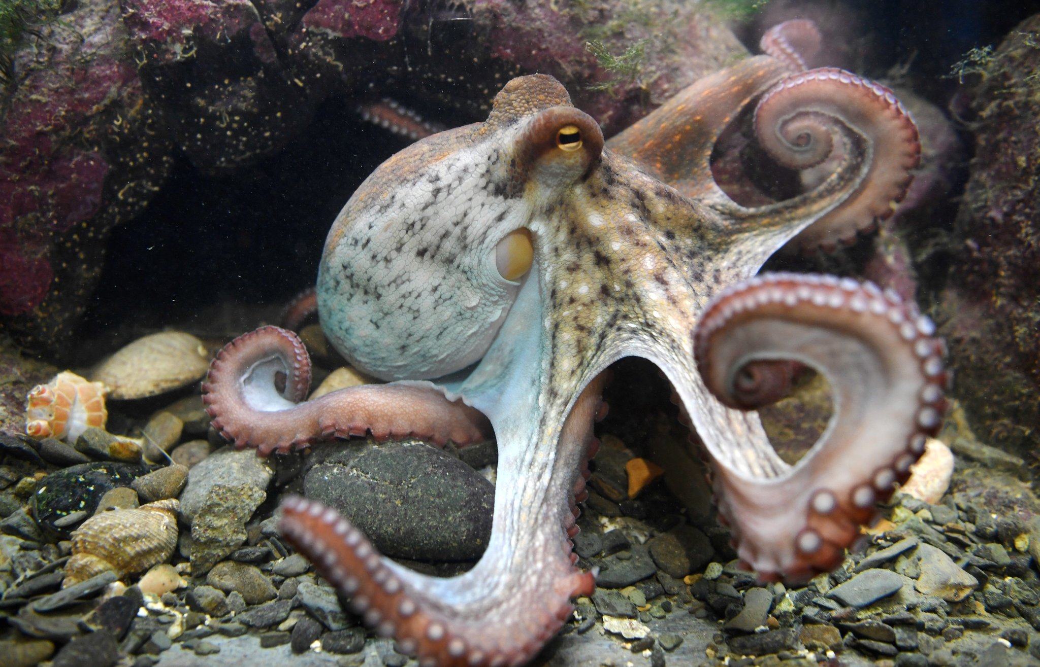 An octopus displaying its intelligence