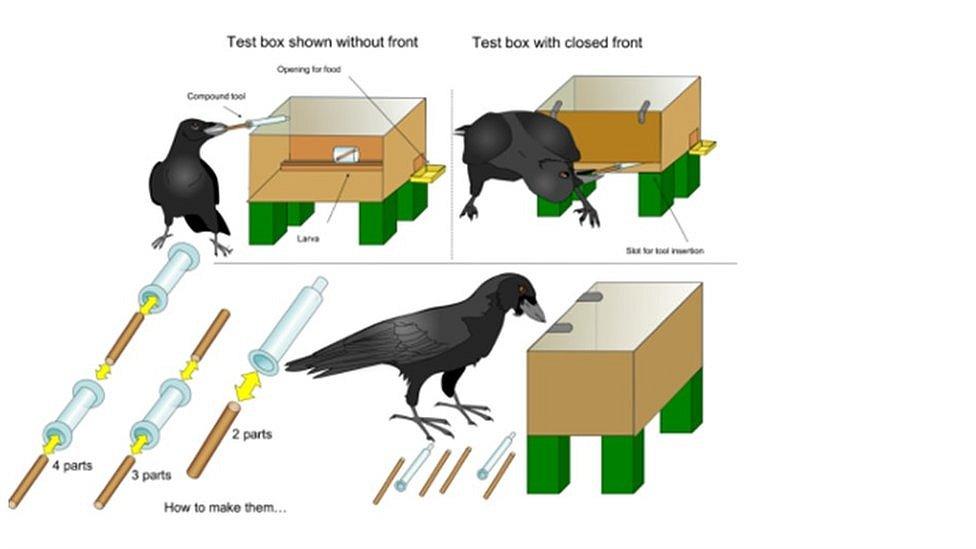 Clever crows demonstrating tool use