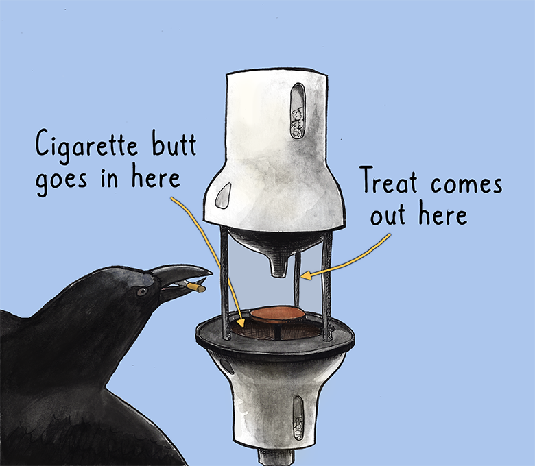 Crows demonstrate remarkable problem-solving abilities