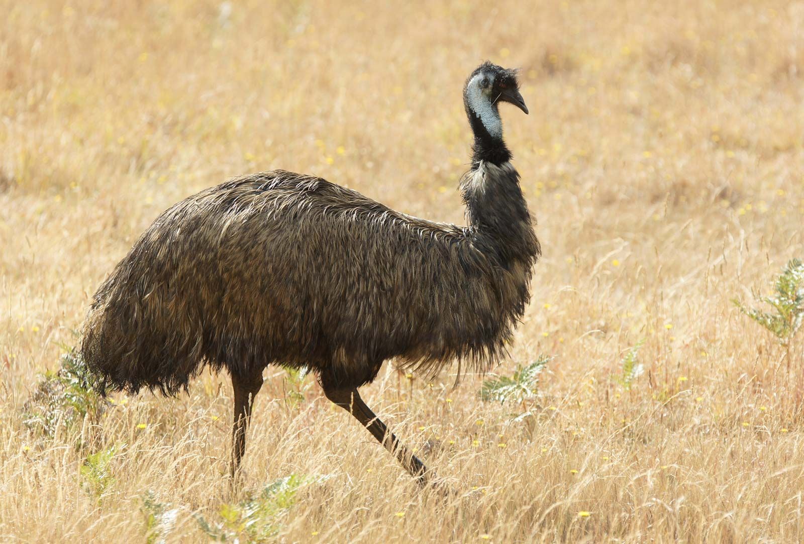 Emu