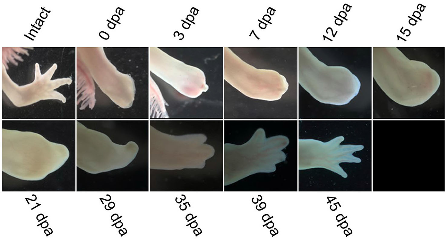 The Genetic Odyssey of Axolotl Regeneration