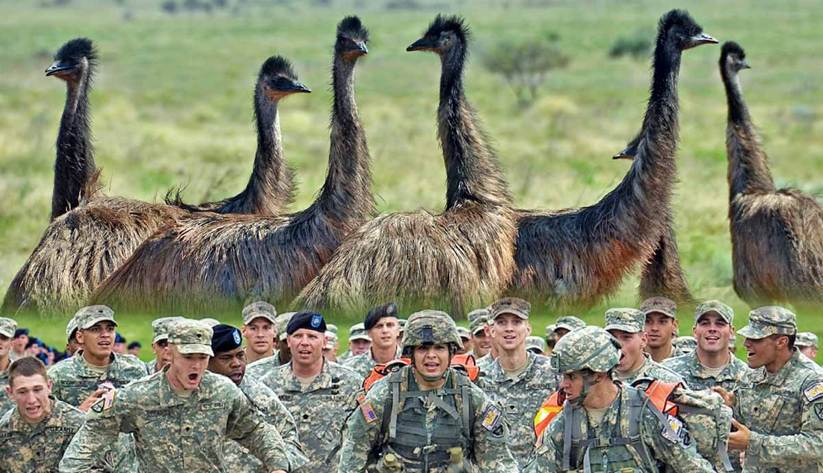 Fallen emu during the war