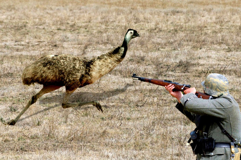 Military man shooting emu