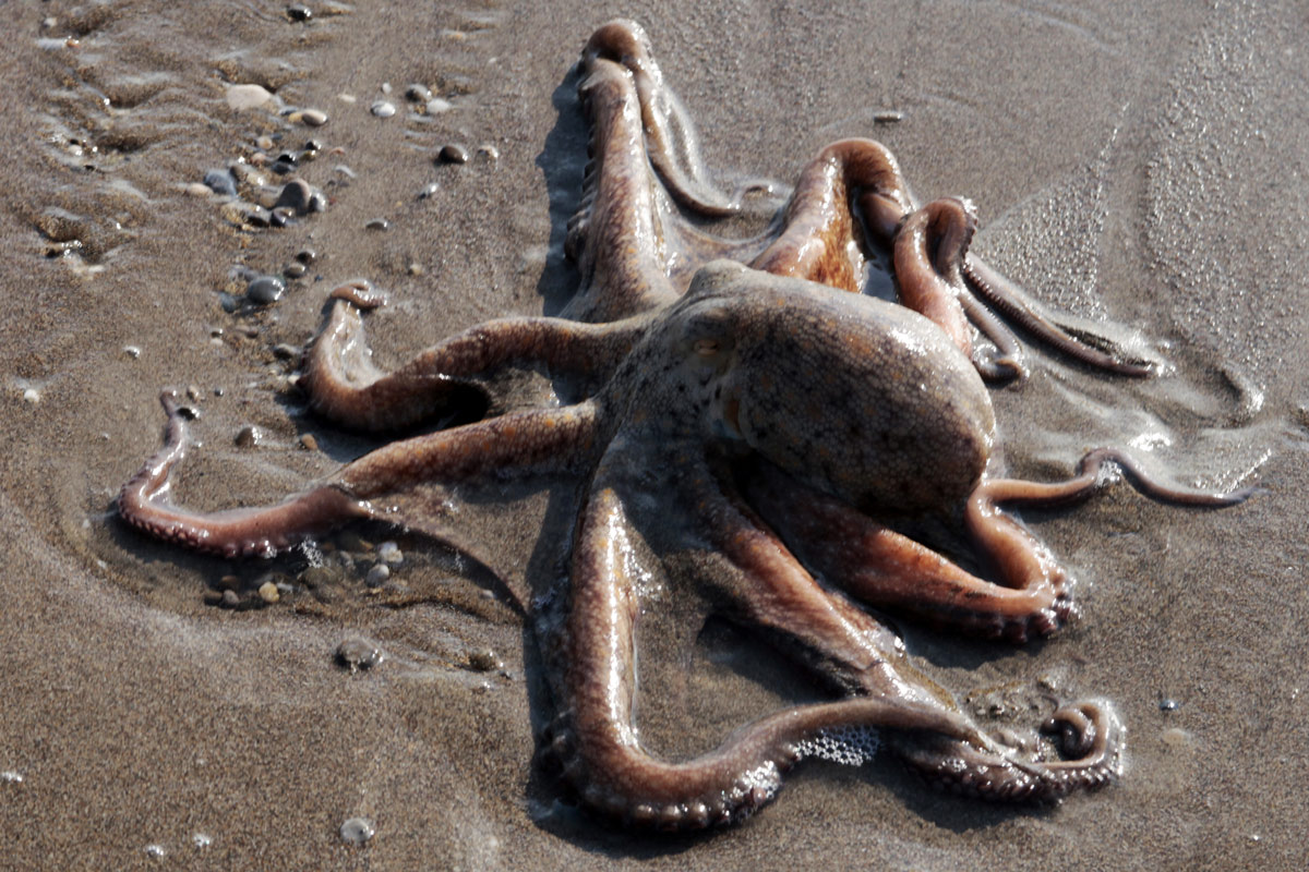 Walking Octopus