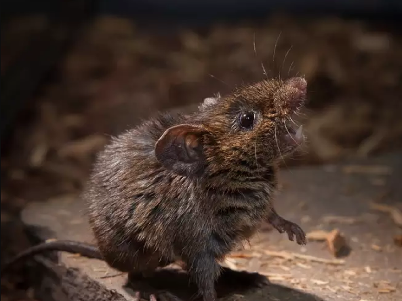 Meet the Singing Mice of Central America